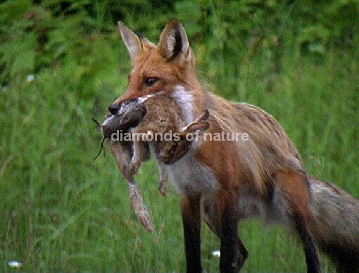 Fuchs / Fox / Vulpes vulpes