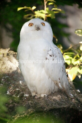 Schnee-Eule / Great White Owl / Bubo scandiacus