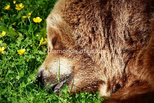 Europäischer Braunbär / European Brown bear / Ursus arctos