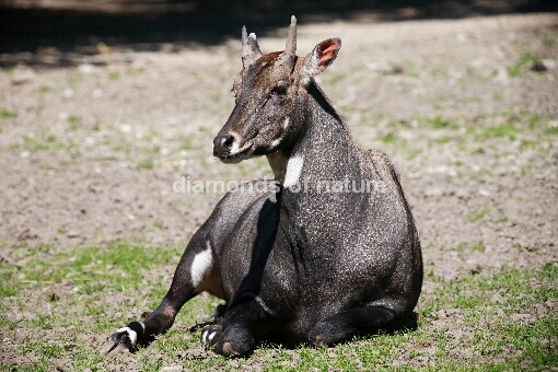 Nilgauantilope / Nilgai Antelope / Boselaphus tragocamelus