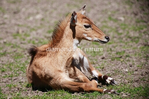 Nilgauantilope / Nilgai Antelope / Boselaphus tragocamelus