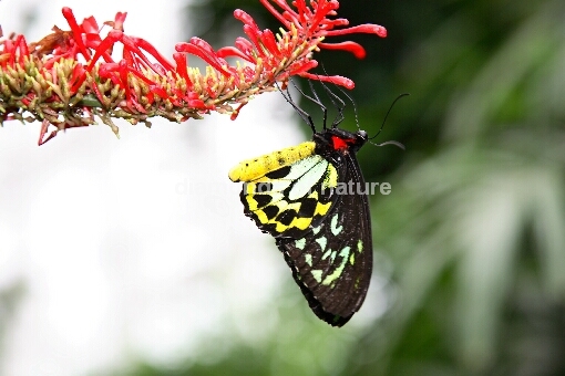 Vogelflügler / Birdwing Butterfly / Ornithoptera priamus