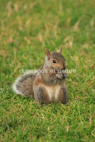 Grauhörnchen / Eastern Gray Squirrel / Sciurus carolinensis