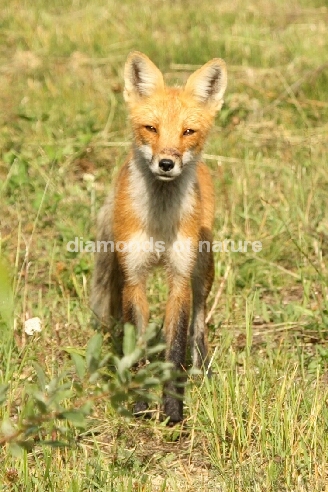 Fuchs / Fox / Vulpes vulpes