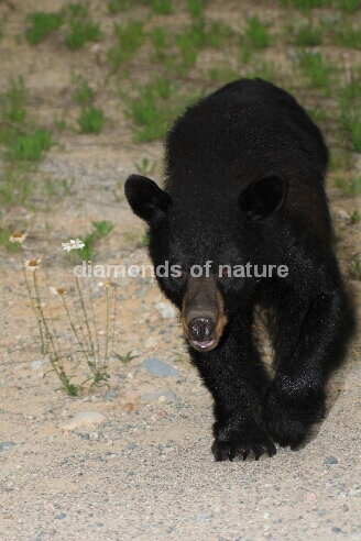 Schwarzbär / Black Bear / Ursus americanus