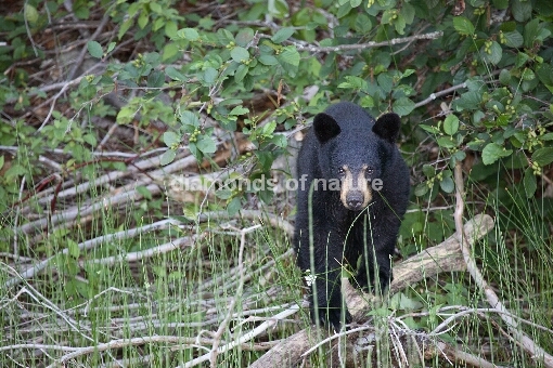 Schwarzbär / Black Bear / Ursus americanus