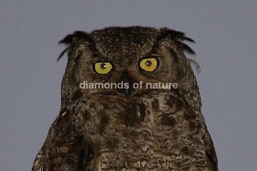 Virginia-Uhu / Great Horned Owl / Bubo virginianus