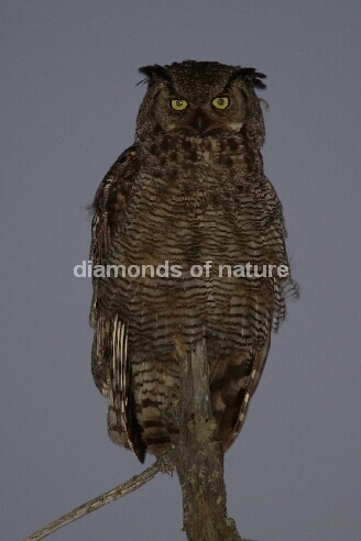 Virginia-Uhu / Great Horned Owl / Bubo virginianus