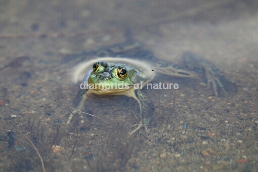 Schreifrosch / Green Frog / Rana clamitans
