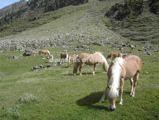 Pferd / Horse / Equus caballus