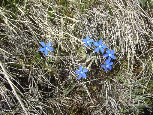 Frühlingsenzian / Spring Gentian / Gentiana verna