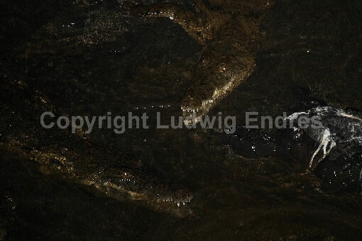 Nilkrokodil bei Nacht / Nile Crocodile at night / Crocodylus Niloticus