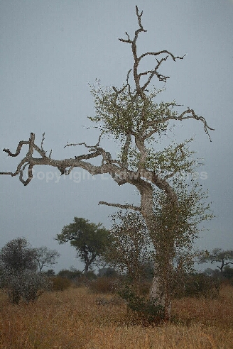 Baum / Tree