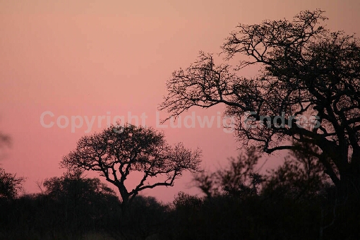 Sonnenuntergang Krüger Park Südafrika / Sundown Kruger Park South Africa