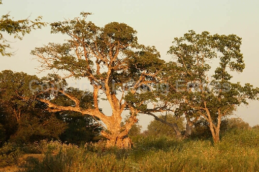 Afrikanischer Busch / African Bush