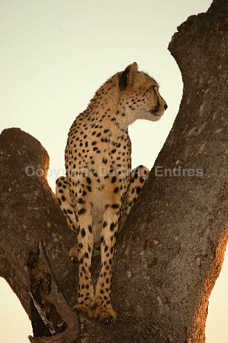 Gepard / Cheetah / Acinonyx jubatus