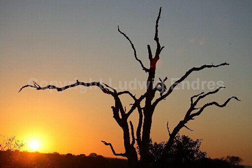 Sonnenaufgang Krüger Park / Sunrise Kruger Park