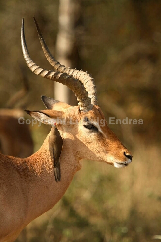 Schwarzfersenantilope und Rotschnabel-Madenhacker / Impala and Red-billed oxpecker / Aepyceros melampus et Buphagus erythrorhynchus