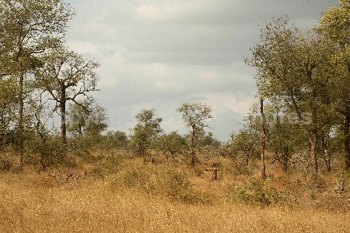 Afrikanischer Busch / African Bush