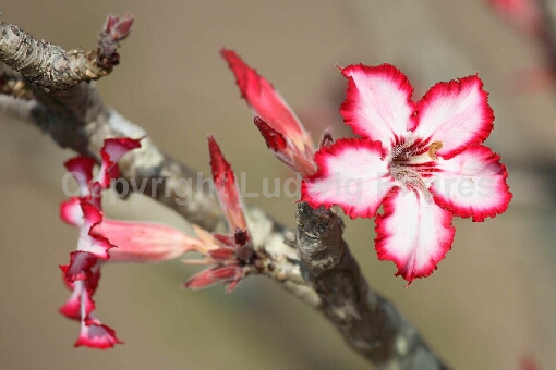 Wüstenrose / Impala lily / Adenium obesum