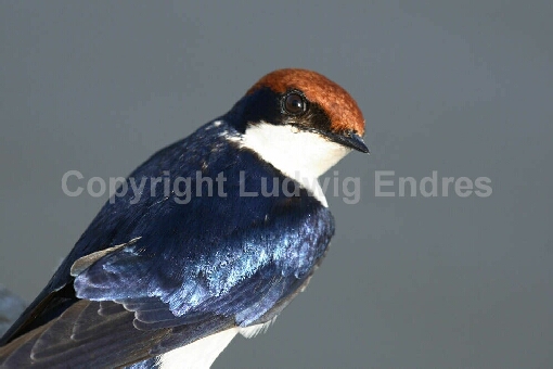 Rotkappenschwalbe / Wire-tailed Swallow / Hirundo smithii