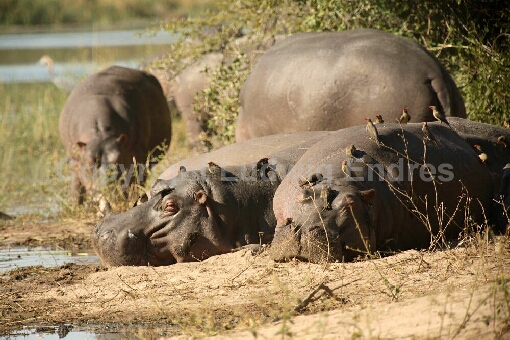 Flußpferd und Rotschnabel-Madenhacker / Hippopotamus and Red-billed oxpecker / Hippopotamus amphibius et Buphagus erythrorhynchus