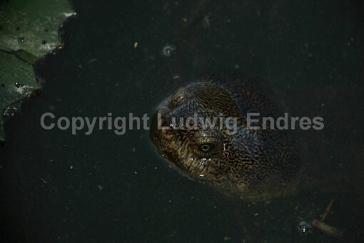 Starrbrust-Pelomeduse / Marsh or Helmeted Turtle / Pelomedusa subrufa