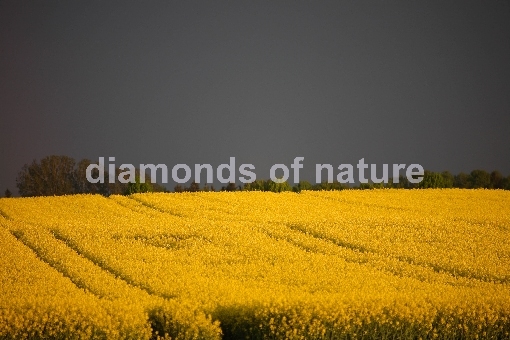 Rapsfeld / Rape Field
