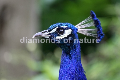 Blauer Pfau / Blue Peafowl / Pavo cristatus