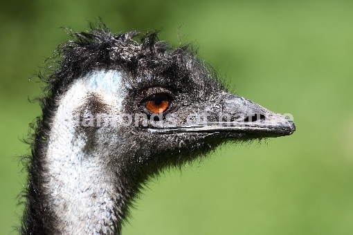 Emu / Emu / Dromaius noveabollandiae