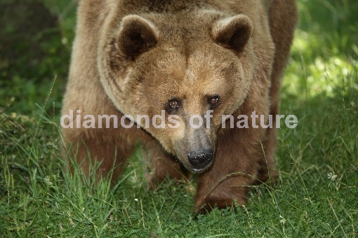 Europäischer Braunbär / European Brown Bear / Ursus arctos