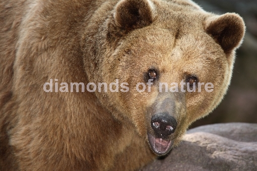 Europäischer Braunbär / European Brown Bear / Ursus arctos