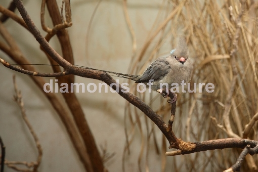 Blaunackenmausvogel / Blue-naped Mousebird / Urocolius macrourus