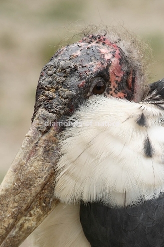 Marabu / Marabou Stork / Leptoptilos crumeniferus