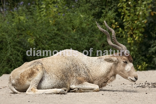 Mendesantilope / Addax / Addax nasomaculatus