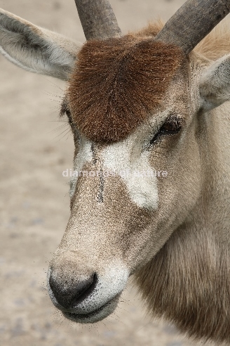 Mendesantilope / Addax / Addax nasomaculatus