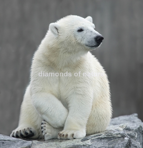 Eisbär / Polar Bear / Ursus maritimus