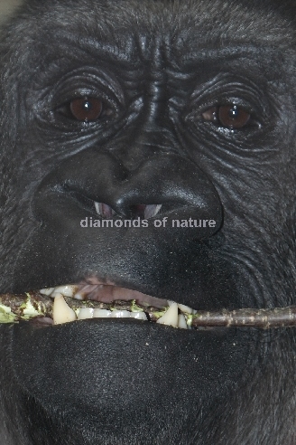 Flachland-Gorilla / Lowland Gorilla / Gorilla gorilla gorilla