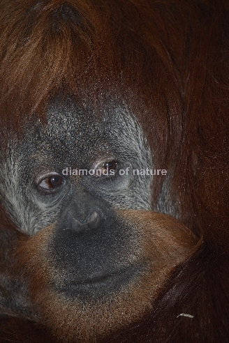 Sumatra-Orang-Utan / Orang-outang / Pongo abelii