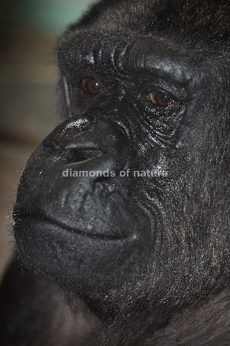 Flachland-Gorilla / Lowland Gorilla / Gorilla gorilla gorilla