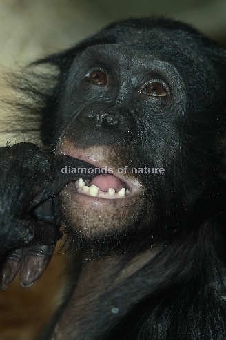 Bonobo oder Zwergschimpanse / Pygmy Chimpanzee / Pan paniscus