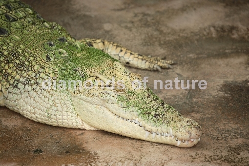 Weißes Leistenkrokodil / White Saltwater Crocodile / Crocodylus porosus
