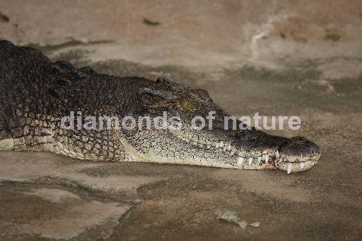 Leistenkrokodil / Saltwater Crocodile / Crocodylus porosus
