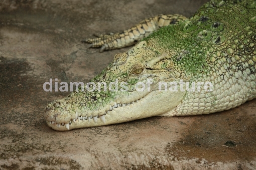 Weißes Leistenkrokodil / White Saltwater Crocodile / Crocodylus porosus