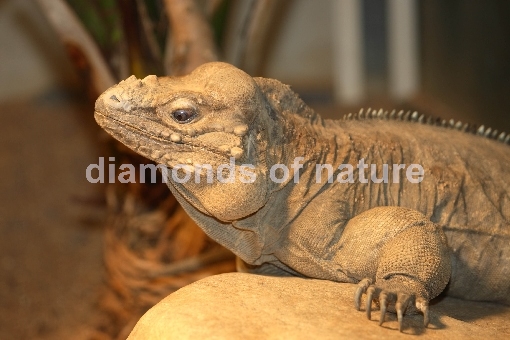 Nashornleguan / Rhinoceros Iguana / Iguana cornu