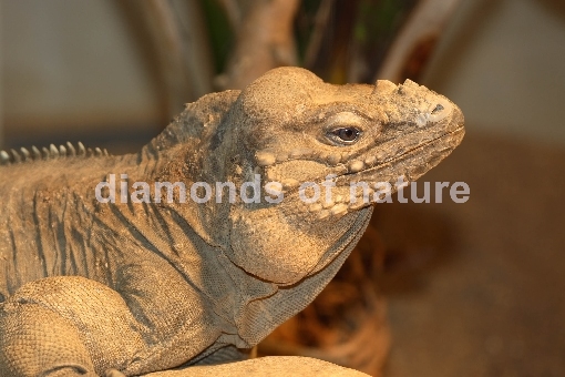 Nashornleguan / Rhinoceros Iguana / Iguana cornu