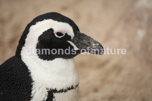 Brillenpinguin / Black-footed Penguin / Spheniscus demersus
