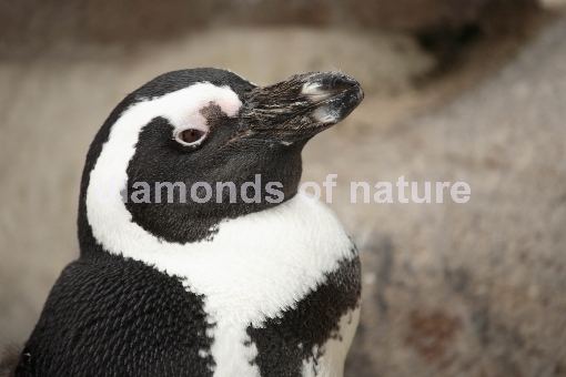 Brillenpinguin / Black-footed Penguin / Spheniscus demersus