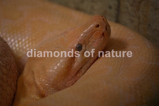 Burma Python / Burmese Python / Python molurus bivittatus