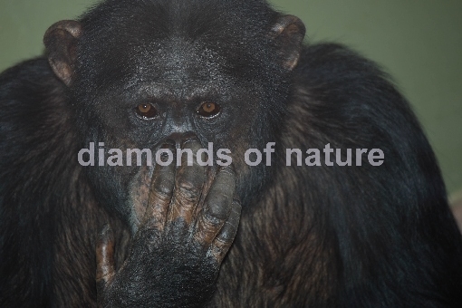 Gemeiner Schimpanse / Common Chimpanzee / Pan troglodytes